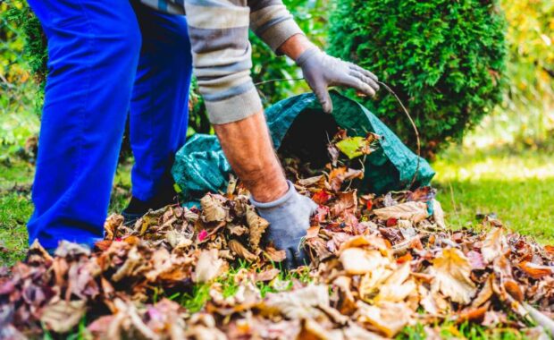 Baltimore yard Clean up with bag